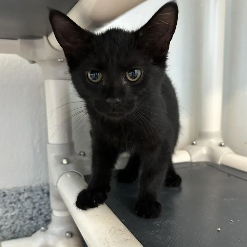 A baby medium-sized male Black Domestic Short Hair cat named Goldfish for adoption in Manassas, VA