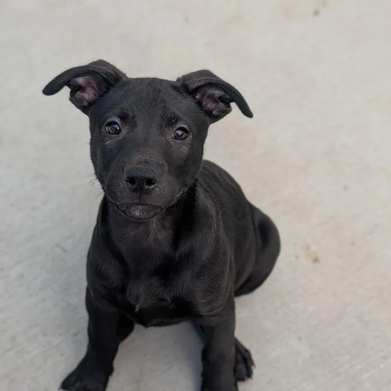 A young large-sized male Black Labrador Retriever dog named Licorice for adoption in Fenton, MI