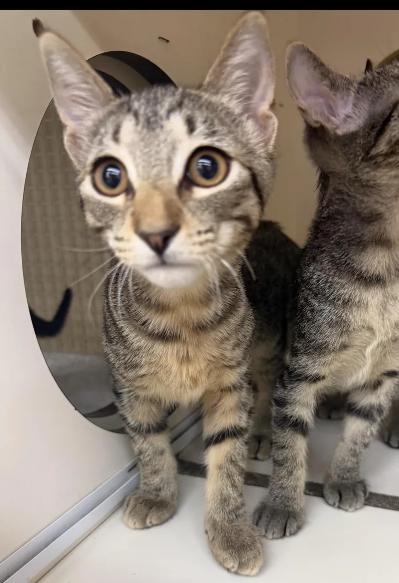 A baby small-sized male Domestic Short Hair cat named Hamilton for adoption in Lockport, IL
