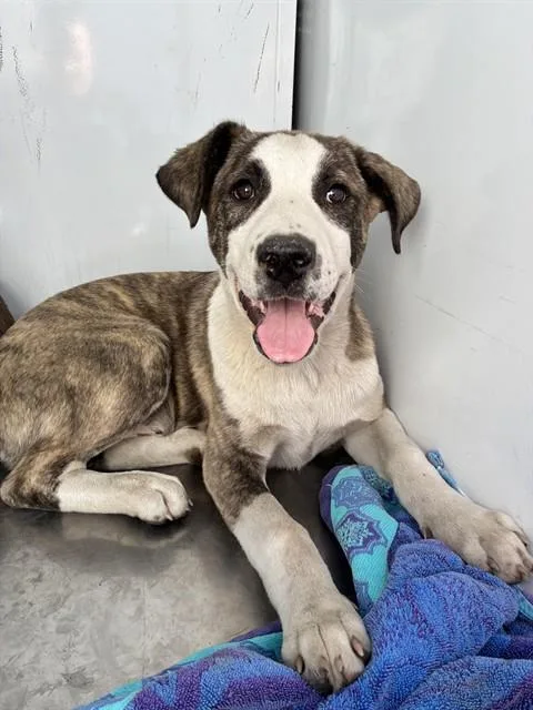 A baby small-sized male Pit Bull Terrier dog named Chip for adoption in Stockton, CA