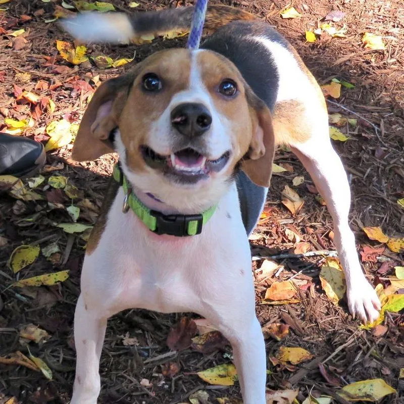 An adult medium-sized male White / Cream Beagle dog named Shelton for adoption in Fairfax Station, VA
