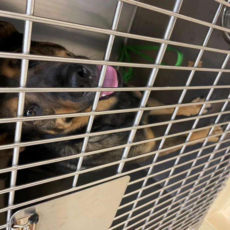 An adult medium-sized male Mixed Breed dog named Slurpee for adoption in Winston-Salem, NC