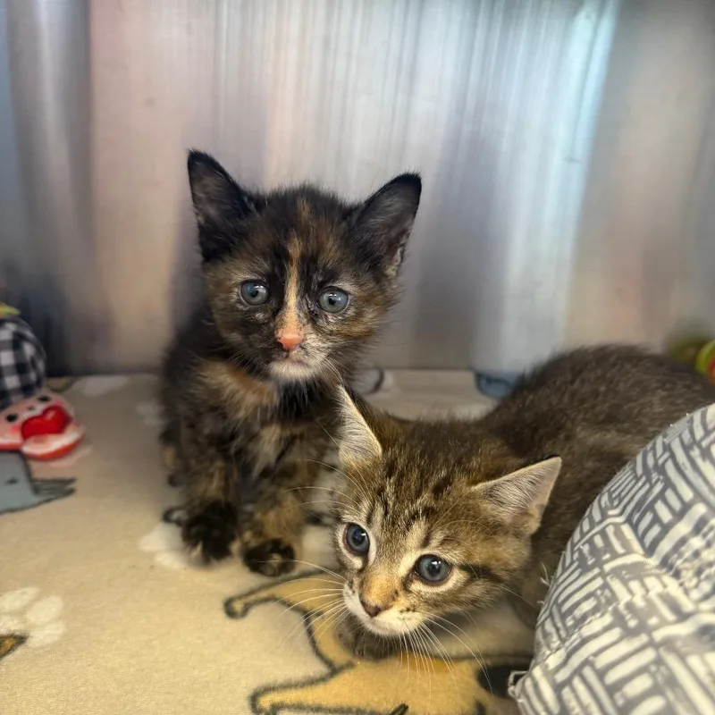 A baby small-sized female Gray / Blue / Silver Domestic Medium Hair cat named Wren for adoption in Madisonville, TN