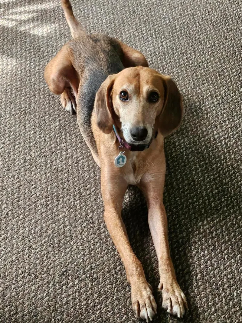 An adult medium-sized female Beagle dog named Jolene for adoption in Osteen, FL