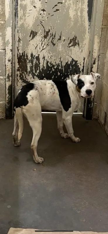 An adult medium-sized female Mixed Breed dog named Fizz for adoption in Jackson, TN
