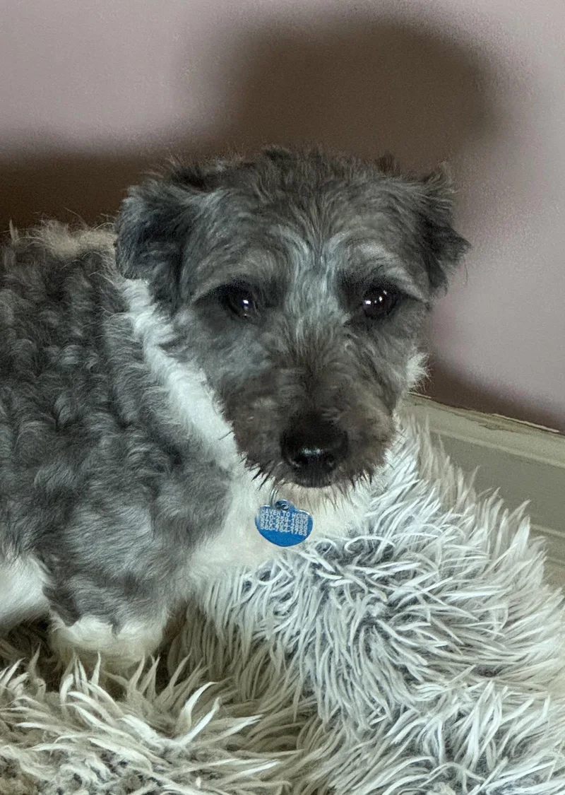 An adult small-sized male Coton de Tulear dog named Alex Xavier for adoption in Berwick, PA