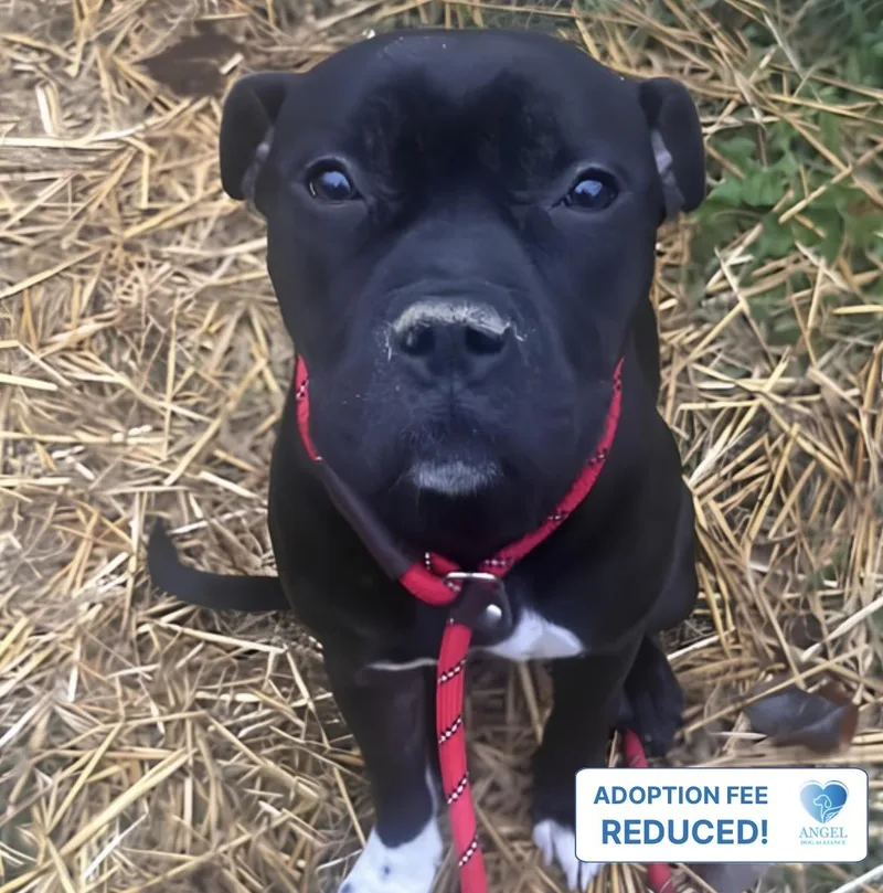 A young medium-sized female Bicolor Pit Bull Terrier dog named Pina Colada for adoption in Naperville, IL