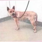 An adult medium-sized female Brown / Chocolate Carolina Dog dog named Eve for adoption in Buellton, CA