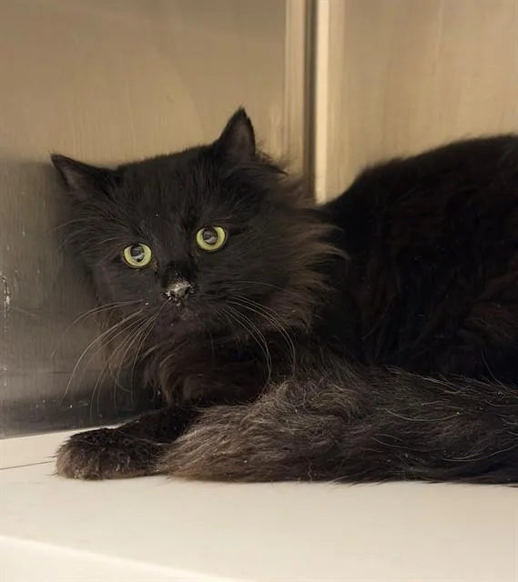 A young small-sized male Domestic Short Hair cat named Jason for adoption in Brighton, CO