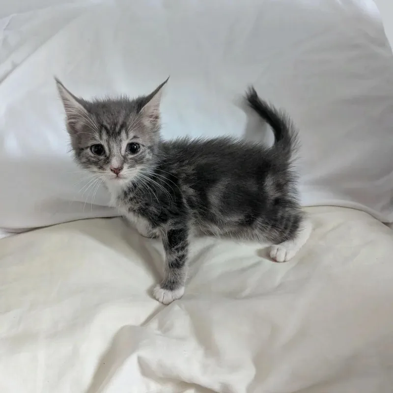 Stewie