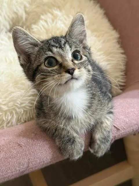 A baby medium-sized male Domestic Short Hair cat named Shohei for adoption in Salt Lake City, UT