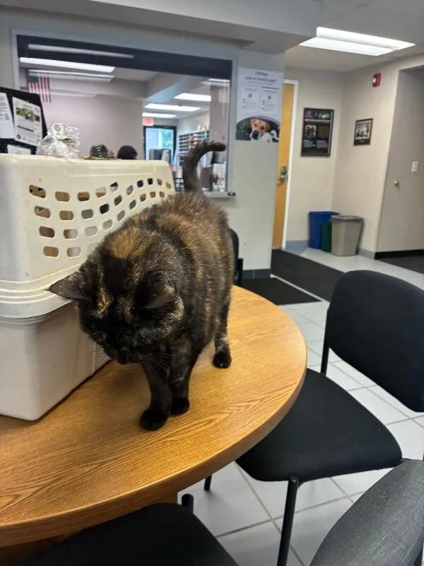 An adult medium-sized female Black Domestic Short Hair cat named Gabby for adoption in Rochester, NY
