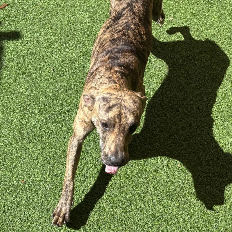 A young medium-sized female Brown / Chocolate Mixed Breed dog named Shrimps for adoption in LOXAHATCHEE, FL