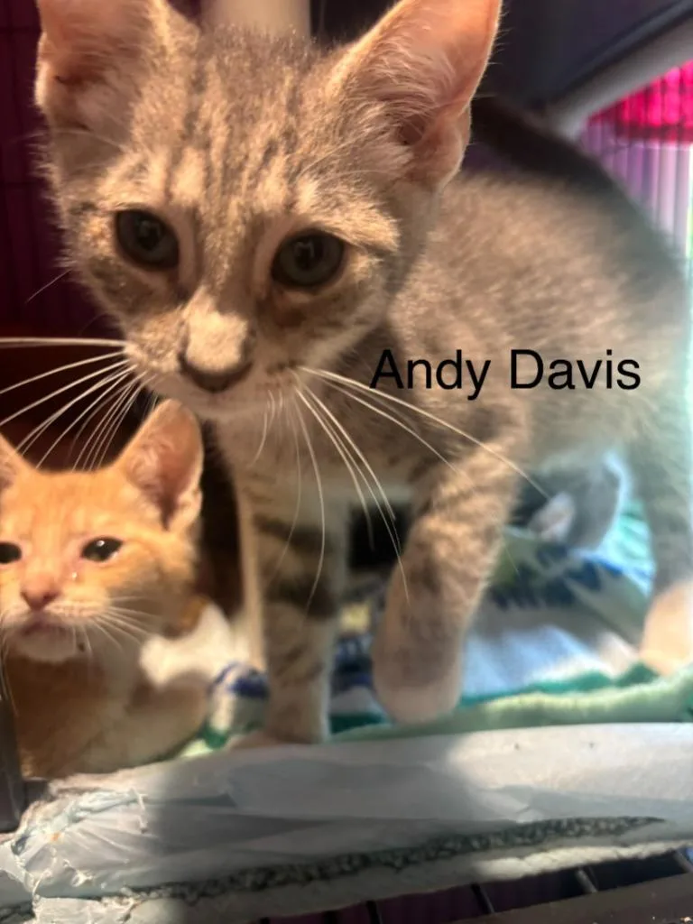 A baby small-sized male Domestic Short Hair cat named Andy Davis for adoption in Cambridge, MD