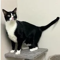 An adult extra large-sized male Black Domestic Short Hair cat named Sug for adoption in Calverton, NY
