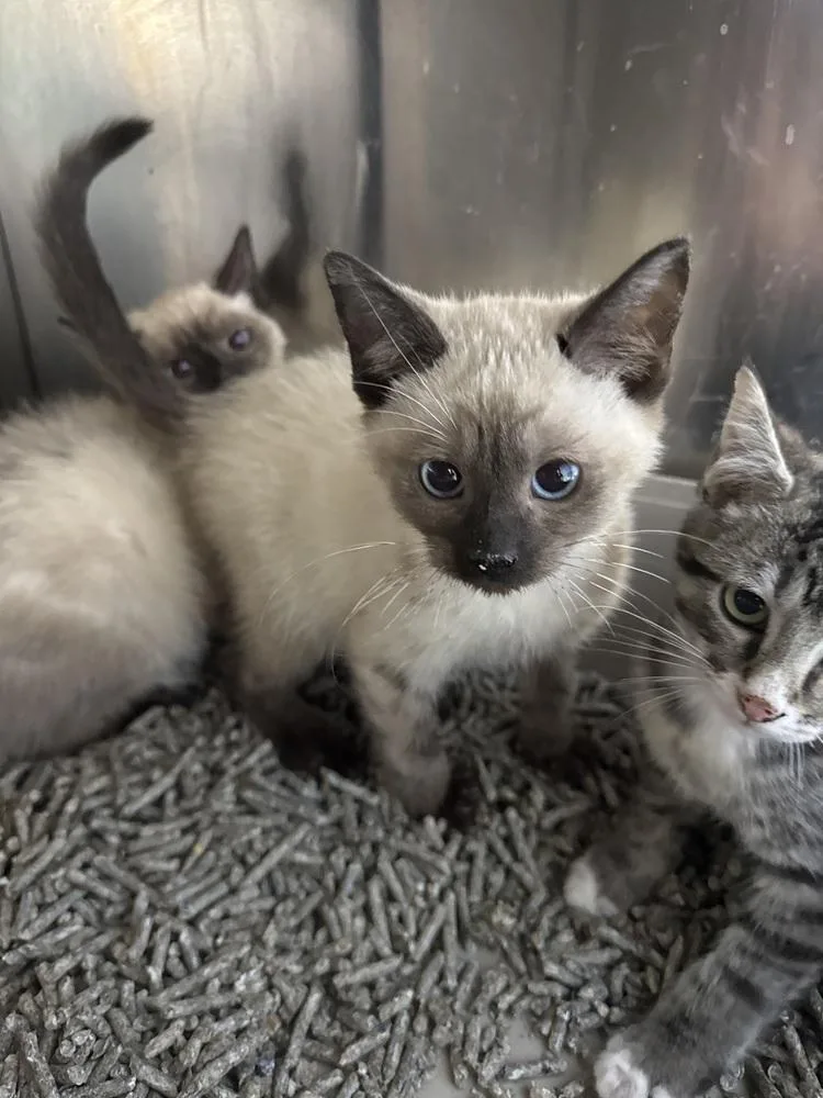 A baby small-sized male Domestic Short Hair cat named Absalom for adoption in Fort Walton Beach, FL