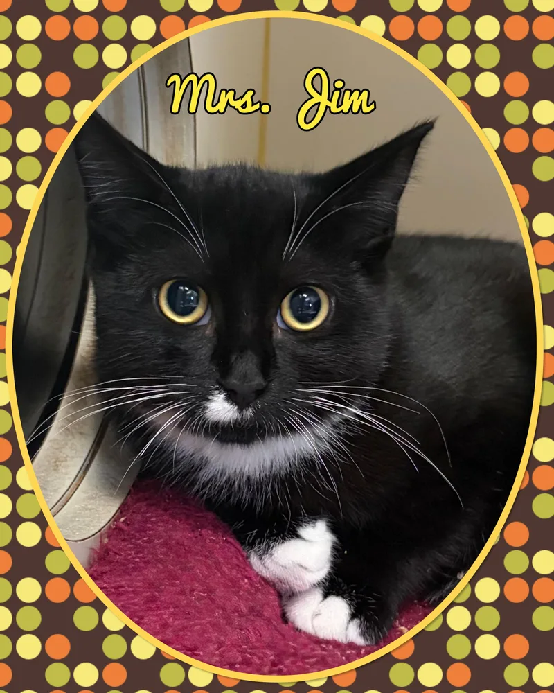 A baby medium-sized female Black & White / Tuxedo Domestic Short Hair cat named Mrs. Jim for adoption in Somerset, NJ