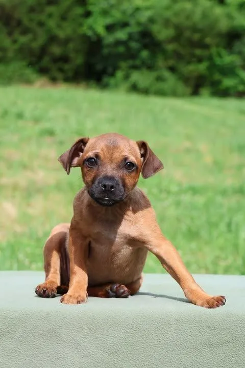 A baby small-sized female Mixed Breed dog named Shayna for adoption in Columbia, TN