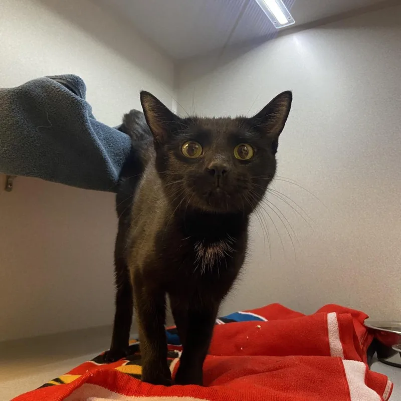 A young medium-sized female Black Domestic Short Hair cat named Licorice for adoption in Pittsburgh, PA