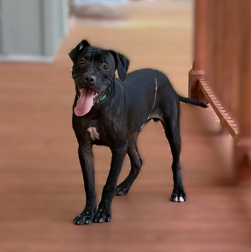 An adult medium-sized male Black Terrier dog named Ekans for adoption in Slidell, LA