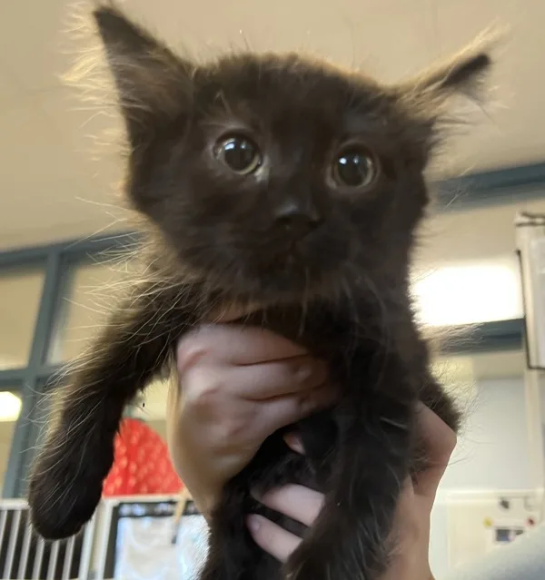 A baby medium-sized female Domestic Medium Hair cat named Crackle for adoption in Napa, CA