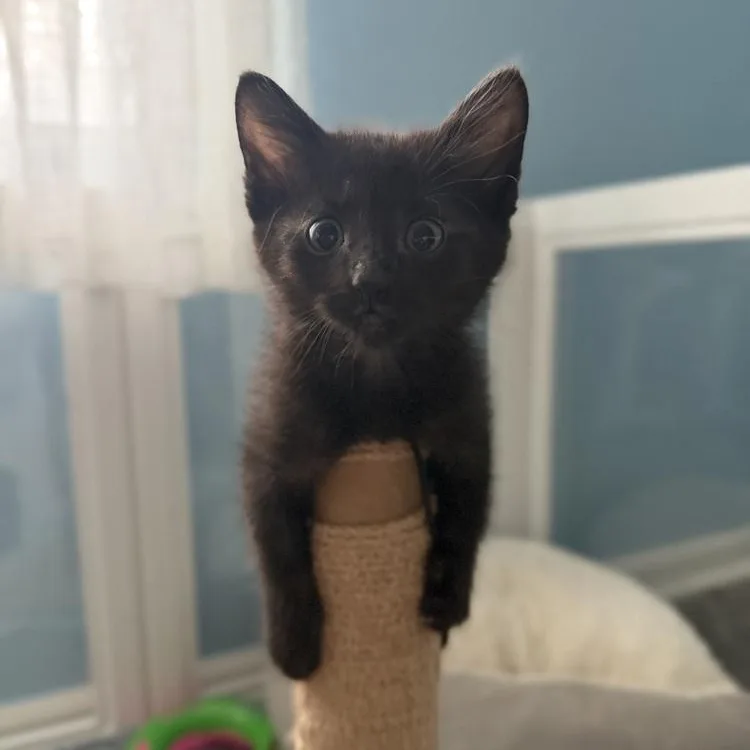 A baby medium-sized male Black Domestic Short Hair cat named Luca for adoption in Naperville, IL