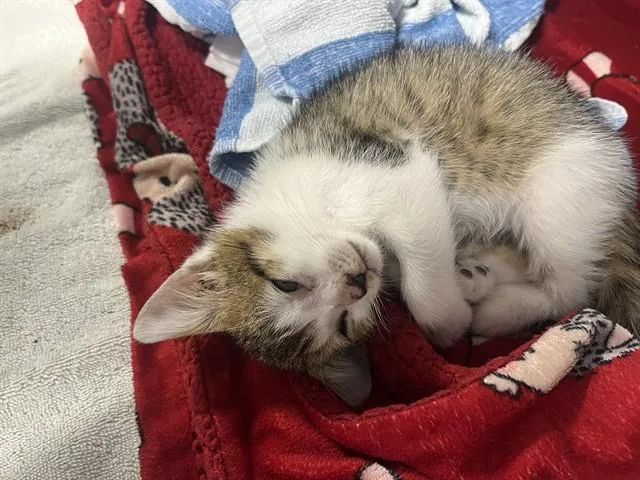 A baby small-sized male Domestic Short Hair cat named Rango for adoption in Palmetto, FL