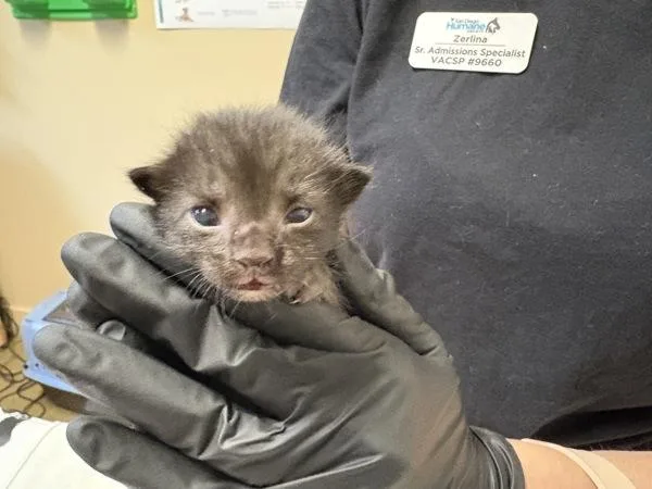 A baby medium-sized male Domestic Short Hair cat named Jason Todd for adoption in Oceanside, CA