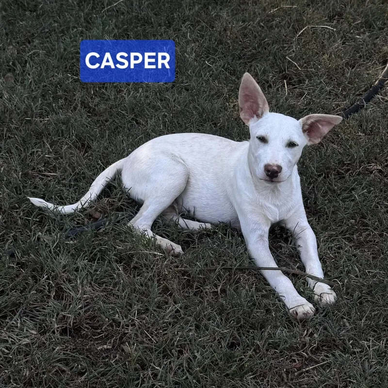 Casper