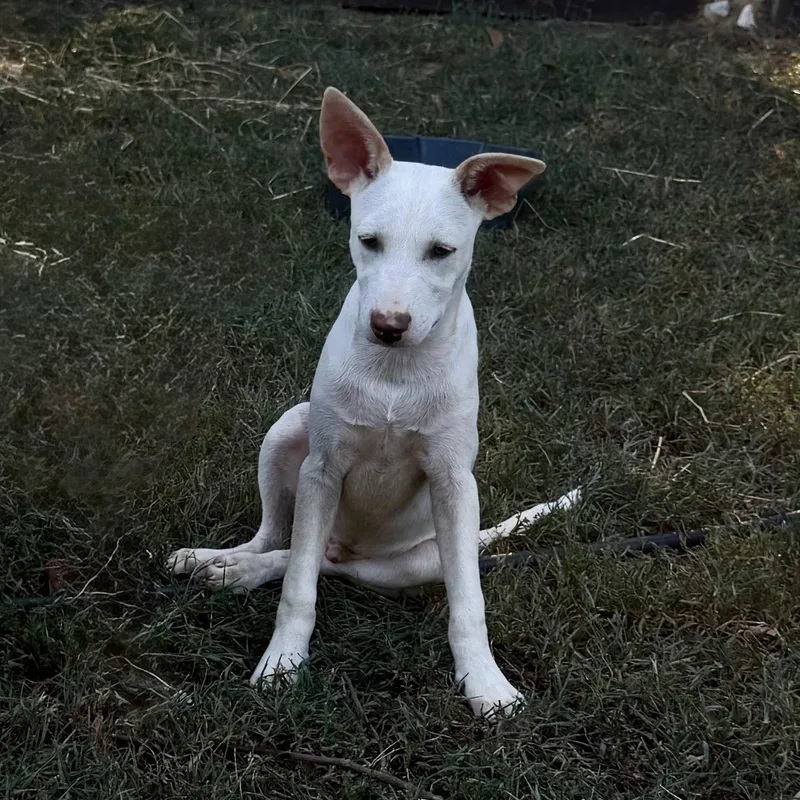 Casper thumbnail 2