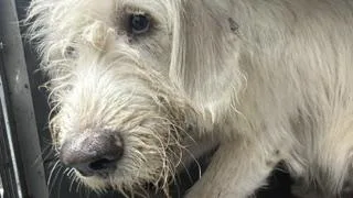 A young large-sized male Mixed Breed dog named Theo for adoption in Dallas, TX