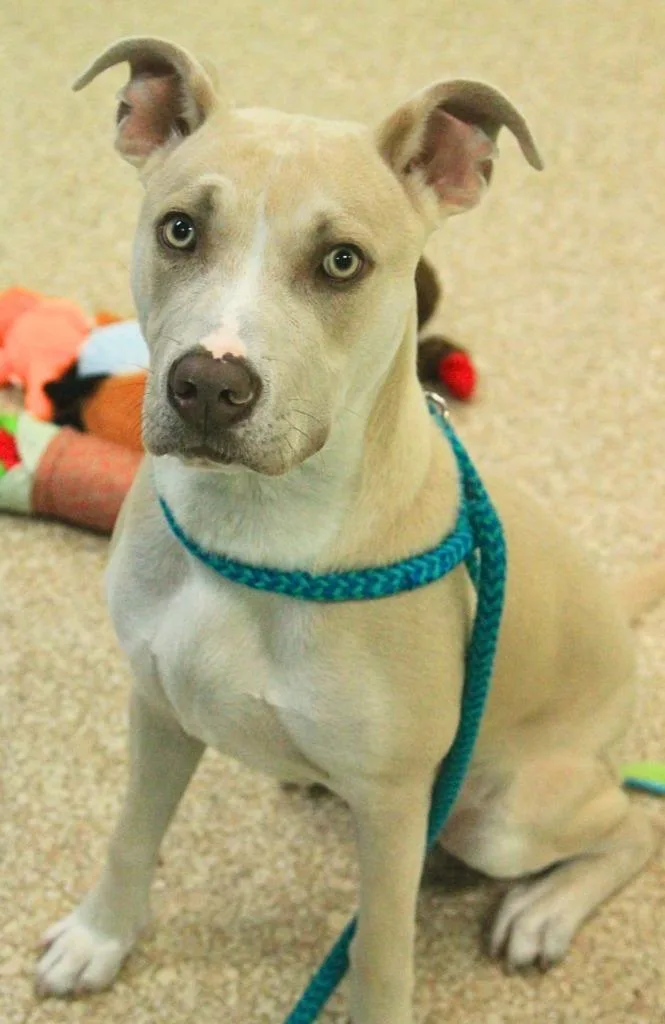 A young large-sized male Husky dog named Leonard for adoption in Utica, MI