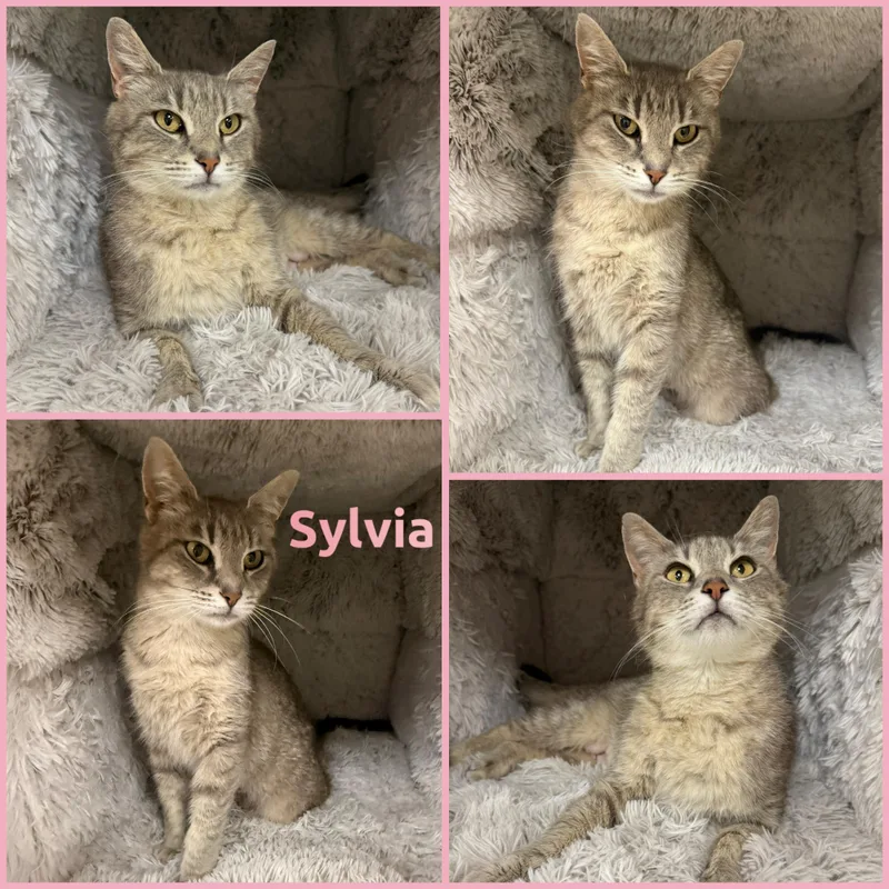 An adult small-sized female Tabby (Brown / Chocolate) Domestic Short Hair cat named Sylvia for adoption in Louisville, KY