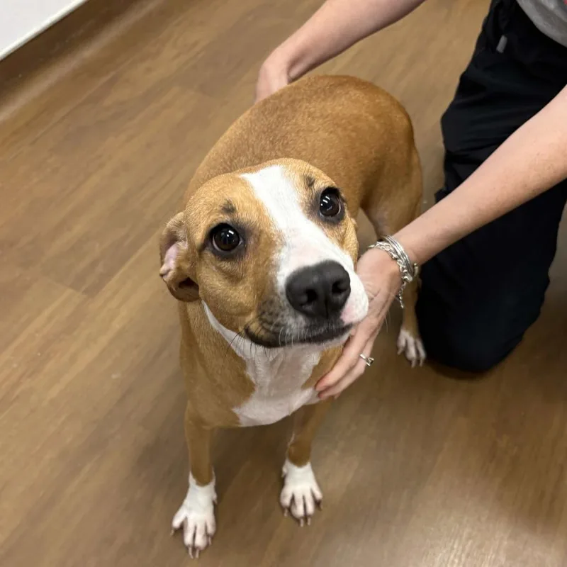 An adult medium-sized female Brown / Chocolate Terrier dog named Cinnamon for adoption in Beaumont, TX