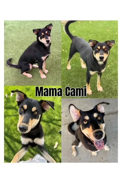 Cami's Litter thumbnail 2