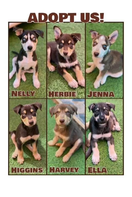 A young medium-sized female Tricolor (Brown, Black, & White) Husky dog named Cami's Litter for adoption in Glendale, AZ
