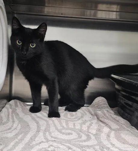 A young medium-sized male Domestic Short Hair cat named Pebbles for adoption in Webster, MA