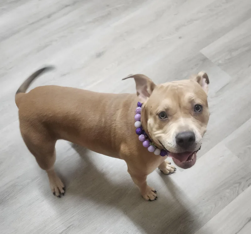 Fairy Prison Program thumbnail 2