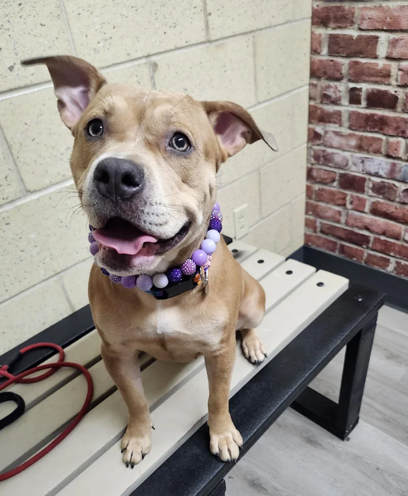 Fairy Prison Program thumbnail 3