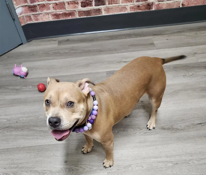 Fairy Prison Program thumbnail 4