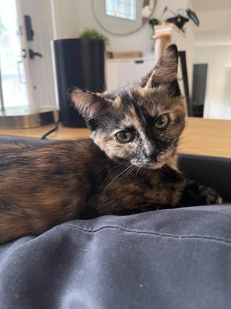 A baby medium-sized female Domestic Short Hair cat named Boleyn for adoption in Youngsville, NC