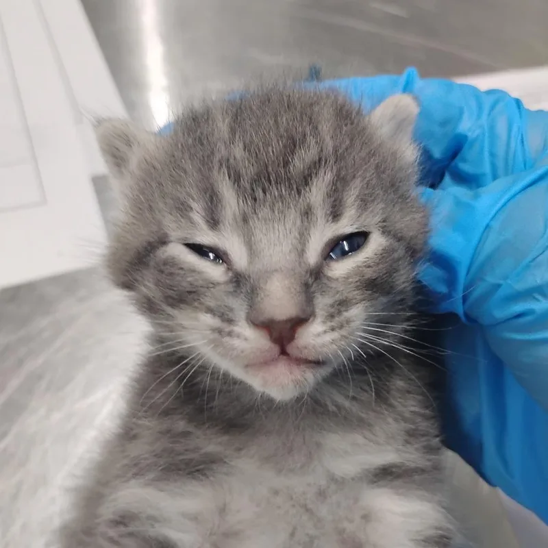 A baby small-sized female Gray / Blue / Silver Domestic Short Hair cat named Farah for adoption in Summerville, SC