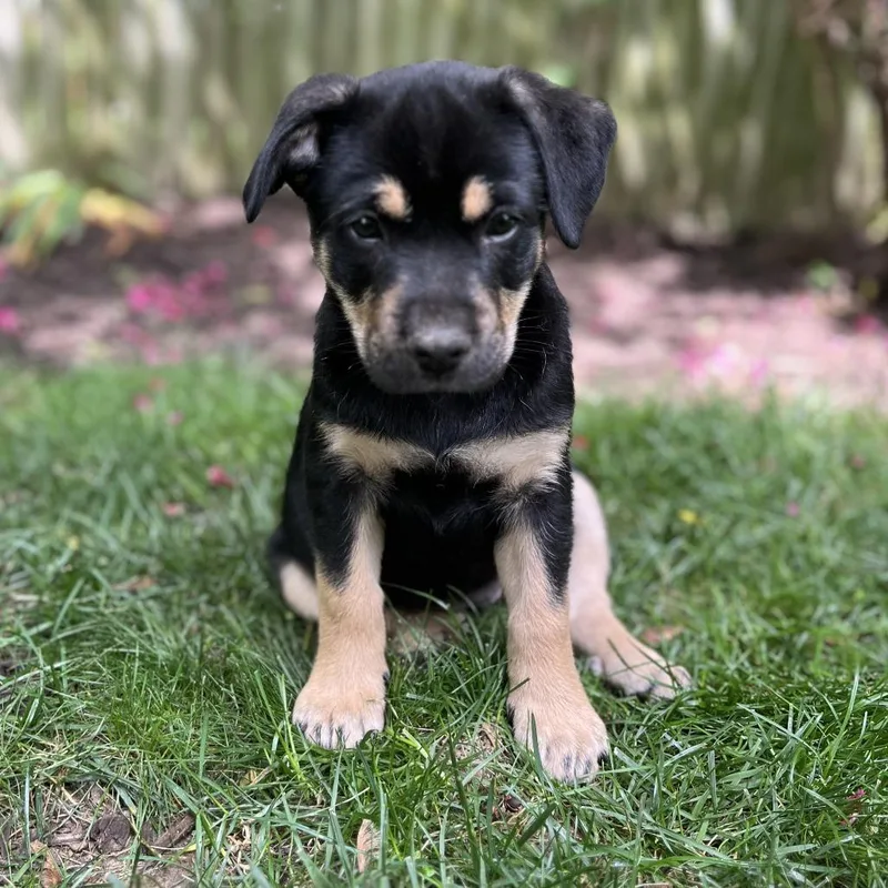 A baby small-sized female Black Hound dog named Mia Pup: Lark for adoption in Falls Church, VA