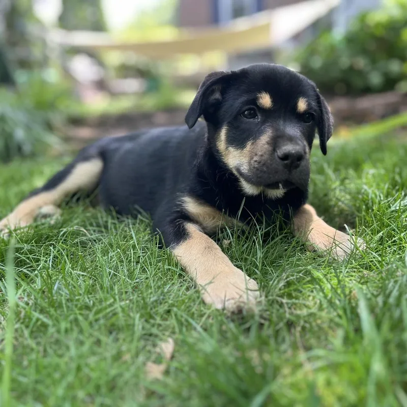 Mia Pup: Lark thumbnail 2