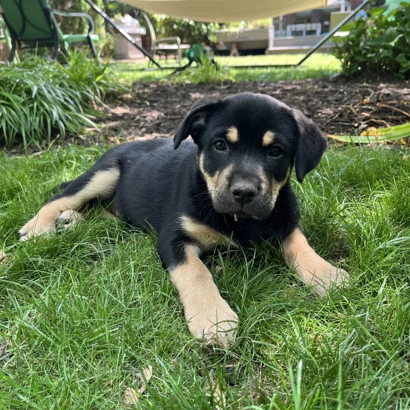 Mia Pup: Lark thumbnail 3
