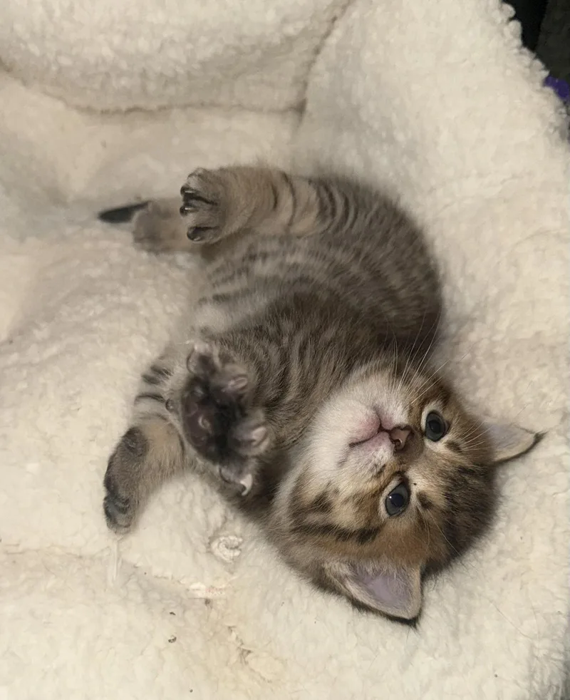 A baby small-sized female Gray / Blue / Silver Domestic Short Hair cat named Cass Hendrix for adoption in CANONSBURG, PA
