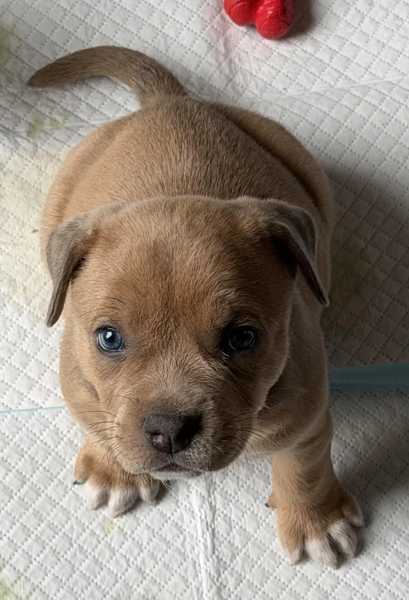 A baby medium-sized female Gray / Blue / Silver Bulldog dog named Grey Poupon for adoption in Grafton, OH