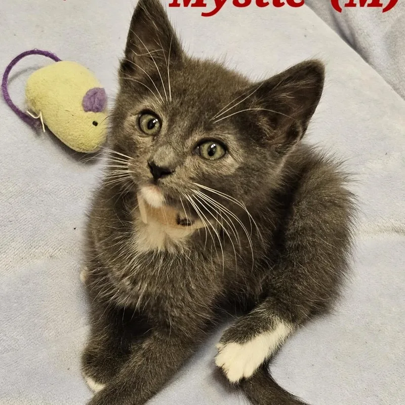 A baby small-sized male Gray / Blue / Silver Domestic Short Hair cat named Mystic for adoption in Westminster, CA
