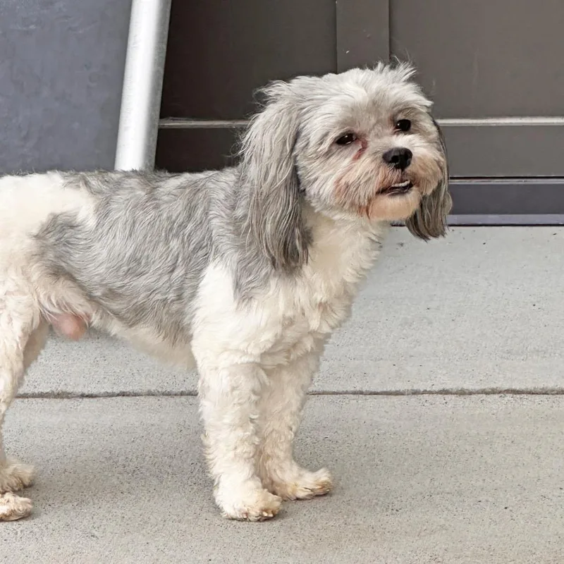 An adult small-sized male Mixed Breed dog named Boo Boo for adoption in Hailey, ID