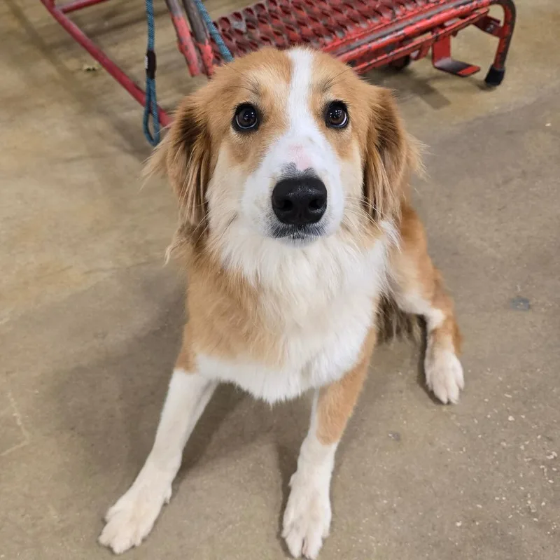 An adult medium-sized female Red / Chestnut / Orange Australian Shepherd dog named Ginger for adoption in Williston, FL